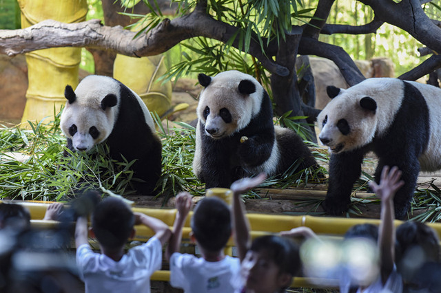gau-truc-quang-chau-chimelong