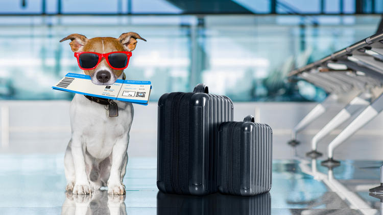 Cách vận chuyển thú cưng (chó) trên chuyến bay từ Quốc tế nhập cảnh Việt Nam